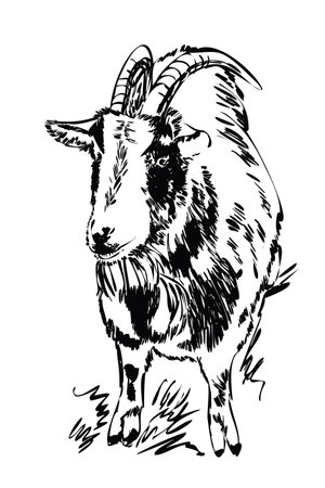 A goat isolated on a white background. A farm animal. Isolated realistic image on a white background. Handmade drawingのイラスト素材