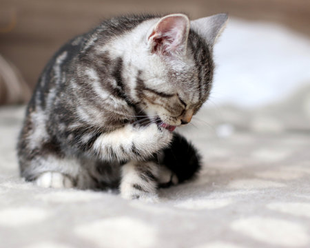 A domestic cat. British shorthair purebred kitten with black and white fur. The striped kitten turned on its left side, closed its eyesの写真素材