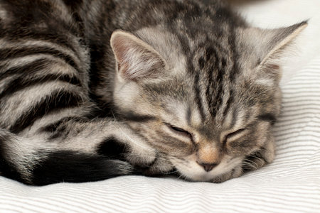 Cute striped black and white kitten is sleeping. A purebred kitten of the British shorthair breedの写真素材