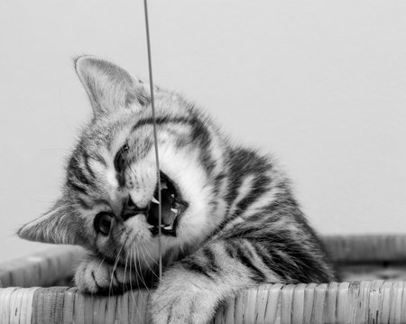 A cute young cat is gnawing on his toy. Brush your kitten's teeth. A beautiful muzzle of a purebred British shorthair kitten with black and white fur. black and white photoの写真素材