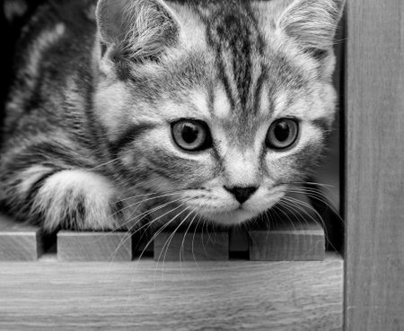 A cute young cat is carefully watching the toy. A beautiful muzzle of a purebred British shorthair kitten with black and white fur. The striped kitten looks to the right side. black and white photoの写真素材