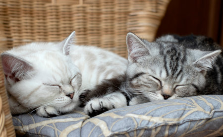 Cute striped kittens are sleeping. Purebred kittens of the British shorthair breed close-up