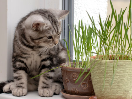 cute kitten is sitting on the window next to a pot of fresh green grass. Beautiful muzzle of a purebred British shorthair kitten with black and white furの写真素材