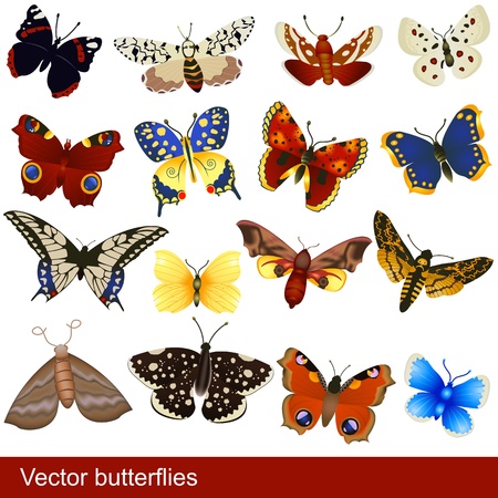 Great collection of different butterflies, grouped separately and isolated over white background.のイラスト素材