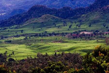 Greenery from the top