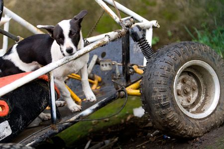 Abandoned Dogの写真素材