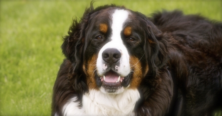 A Bernese Moutain dog relaxingの写真素材