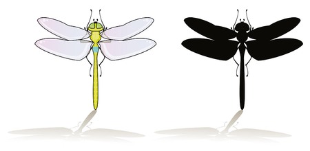 Dragonfly isolated on white with his silhouetteのイラスト素材