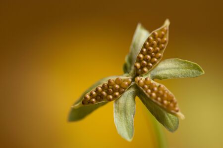 background of pansy seeds in close-up の写真素材