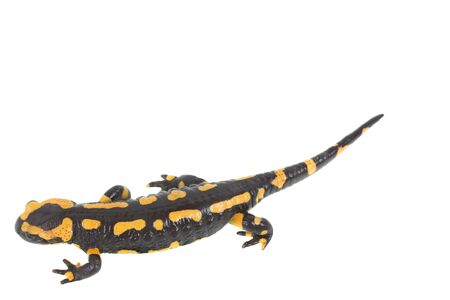 salamander isolated on white background の写真素材