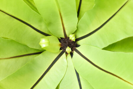 View of green asplenium on the center with dry leaf