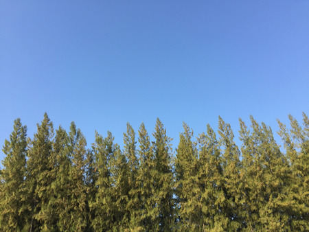 A pine forest under deep blue sky