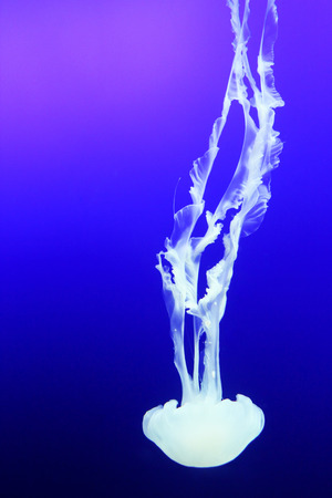transparent jellyfish with long stinging tentacles backgroundの写真素材