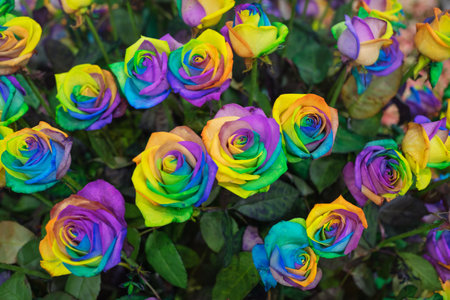 rainbow rose flower and multicolour petals, beautifully named happy flower, LGBTQの写真素材