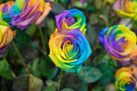 rainbow rose flower and multicolour petals, beautifully named happy flower, LGBTQ