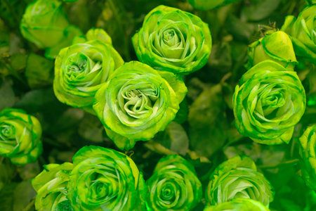 Green roses symbolize renewal, fertility, and rejuvenation of spirit and energy. They are associated with plentifulness and richness. Their green hue also evokes feelings of balance, stability, and peace. Send green roses to a new mother, or to anyone else who is celebrating new life and abundanceの写真素材