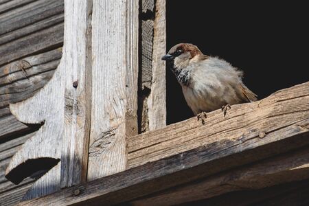Brown sparrow sitting on window frameの写真素材