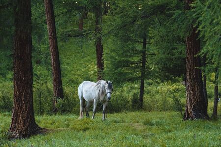 White horse on a leash at a pine tree in a coniferous in the Ulagansky District of the Altai republic, Russiaの写真素材