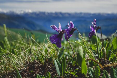 Iris flowers on the slope of a mountain range in the Ulagansky District of the Altai republic,...
