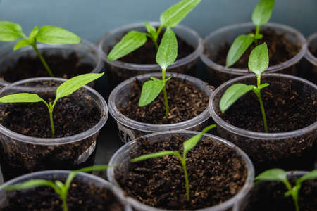 Eggplant sprouts in a transparent plastic cups. Growing vegetables at home.の写真素材