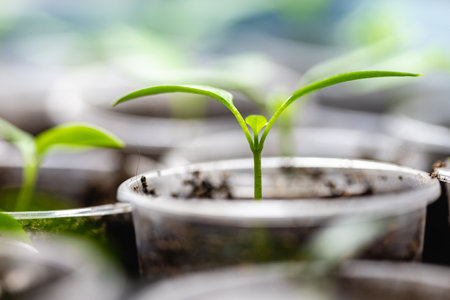 Eggplant sprout in a transparent plastic cup. Growing vegetables at home.の写真素材