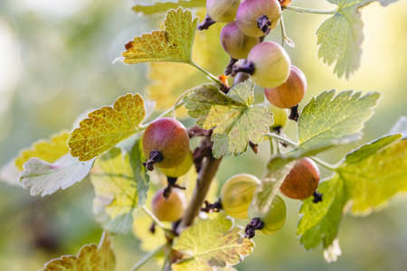 A scattering of ripening gooseberry berries on a bush branchの写真素材