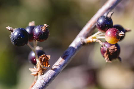 A bunch of black currants on a branch of a berry bushの写真素材