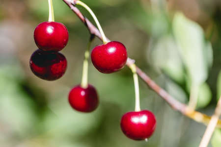 A few red ripe cherries hanging on a branch of a cherry tree