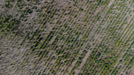 Vertical view down on a field of sunflowers in Tatarstan, Russia. Farm fields during a drought.