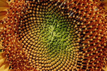 Close up of a yellow sunflower in the farmer's fieldの写真素材