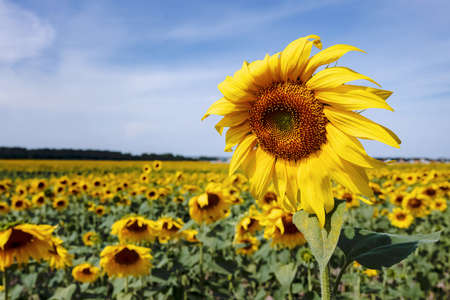 Yellow sunflower in the garden beds under the blue sky.の写真素材
