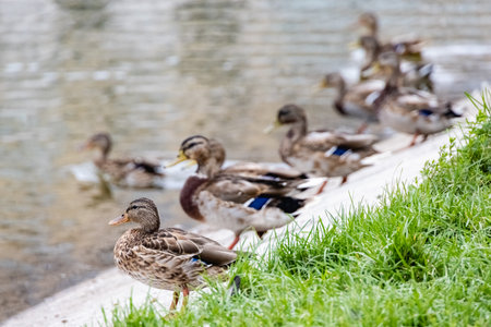 A lot of ducks are sitting on the shore of the city pond. Wildlife in the city.の写真素材