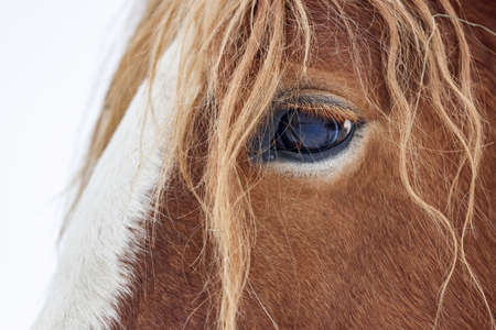 Close up eye of brown furry plow horseの写真素材