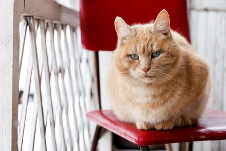 Calm red cat is sitting on chair on veranda of houseの写真素材