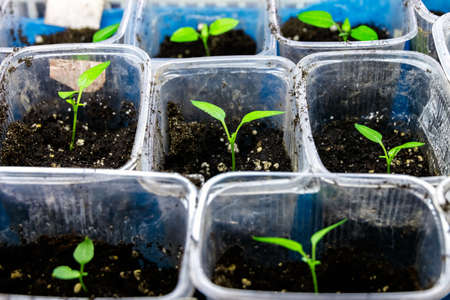 Tomato sprout in a transparent plastic cup. Growing vegetables at home.の写真素材