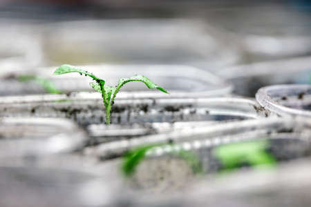 Tomato sprout in a transparent plastic cup. Growing vegetables at home.の写真素材