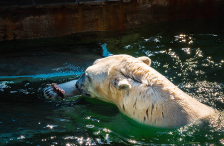 Polar bear eating red fresh fish in the zooの写真素材