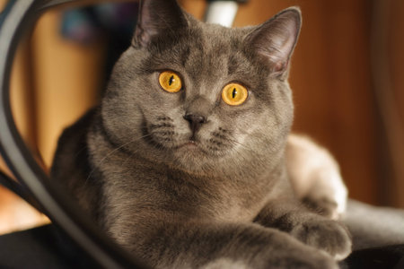 nice gray cat lying on a chairの写真素材