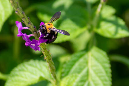A bee on a flower. Bumble bee honey bee. Colorful flower with insect on it.