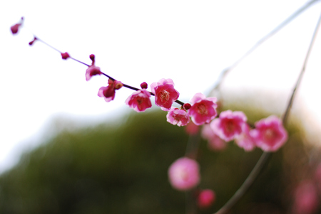 Plum blossomの写真素材