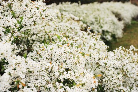 White flowersの写真素材