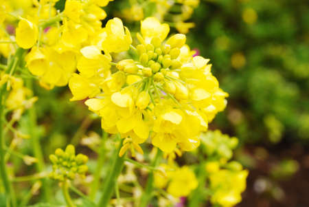 Rape flowers