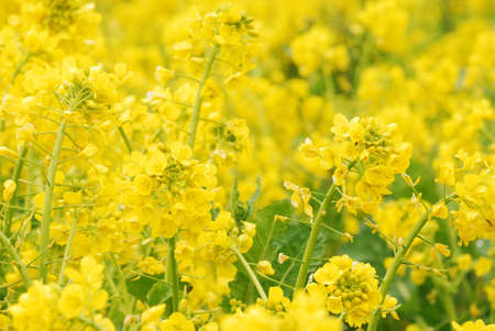 Rape flowers