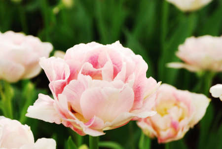 Tulipの写真素材