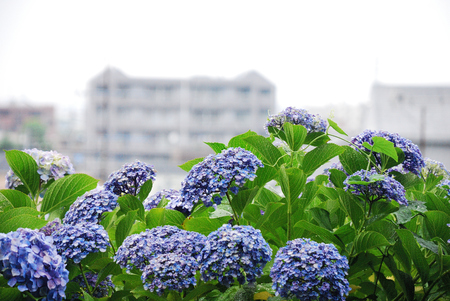 Hydrangea flowerの写真素材