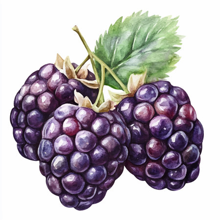 Hand drawn watercolor illustration of blackberry. Isolated on white background.のイラスト素材