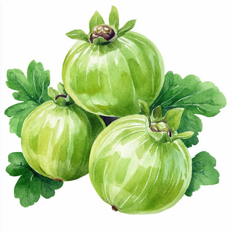 Watercolor illustration of gooseberry. Isolated on white background.のイラスト素材