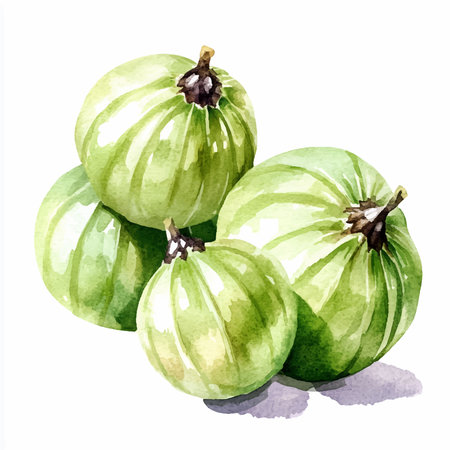 Green gooseberry, isolated on white background. Watercolor illustration.のイラスト素材