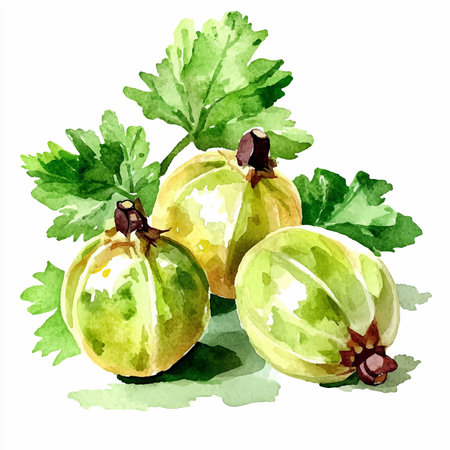 Gooseberries with green leaves, watercolor illustration on white backgroundのイラスト素材