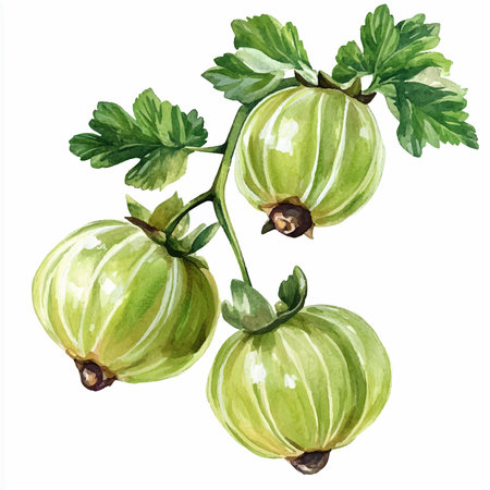 Watercolor illustration of green gooseberry with leaves on a white backgroundのイラスト素材